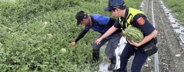 西瓜採收期「啟動防竊」!鳳林警守護農民「瓜」果