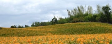 金針花季賞花正熱　花蓮縣政府提醒上山留意路況安心賞花 山區道路彎道多、部分路段狹窄　減速慢行、依序通行平安賞花