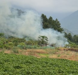 吉安上騰工商旁空地樹叢突竄火　民眾目擊冒煙起火原因待查