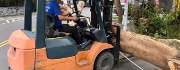 「薔琵」強風將路樹吹倒 壓到路邊汽車
