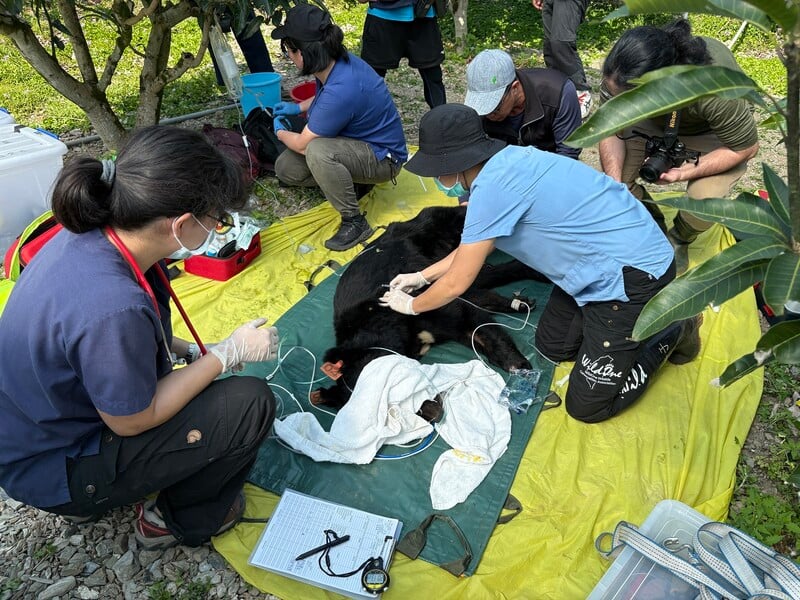 花蓮分署清晨捕獲達古阿里後送野灣動物醫院檢查評估-6_65e6b.jpg