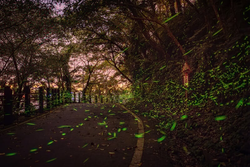 花蓮鯉魚潭螢光漫舞軌跡_0b0ab.jpg