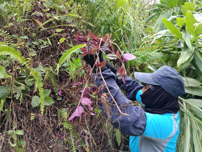 06清除外來種吊竹草_0_fe023.jpg