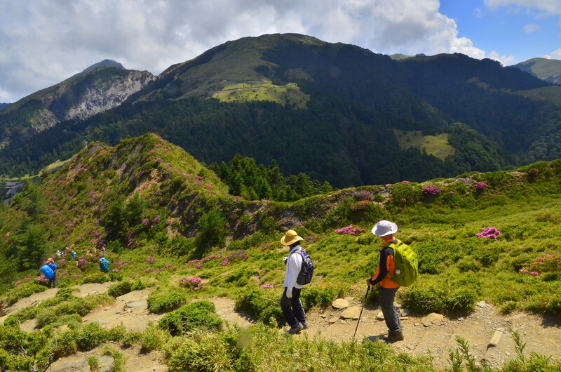 合歡北峰步道-臺灣高山杜鵑-太管處資料照片茂耀_9282-1_0_9feee.jpg