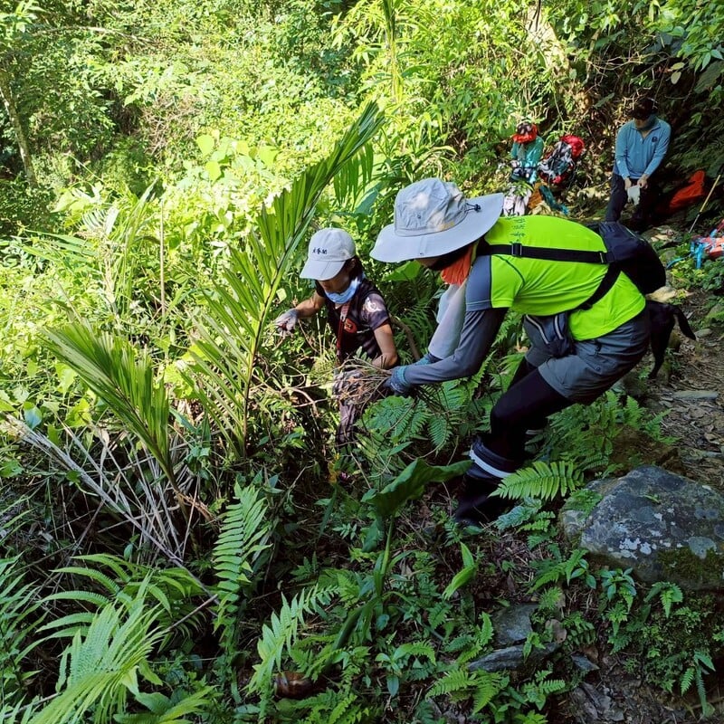 志工辨識並清除小花蔓澤蘭減緩外來種蔓延維護原生物種生存空間_0_5f861.jpg