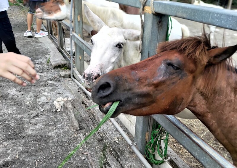 05用牧草餵馬是在培養勇氣和學習觀察馬兒們的狀態_3cfdb.jpg