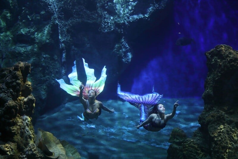 亞洲美人魚選手將齊聚花蓮遠雄海洋公園競藝20250513-2_0_19279.jpg
